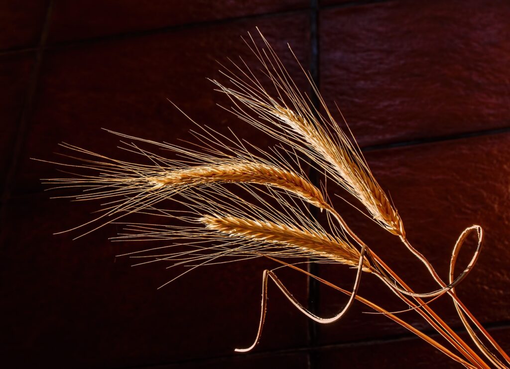 barley, dried grass, cereal grain-676551.jpg